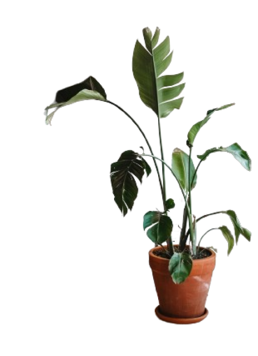 Bonsai Tree