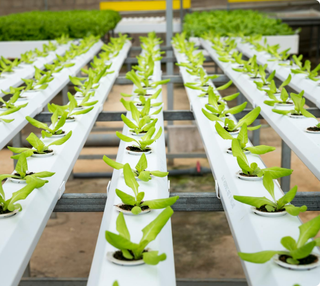 Hydroponic plants