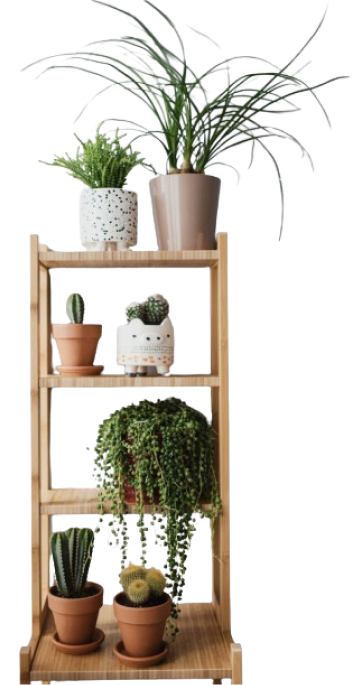 Plants