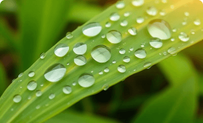 Bio Stimulants