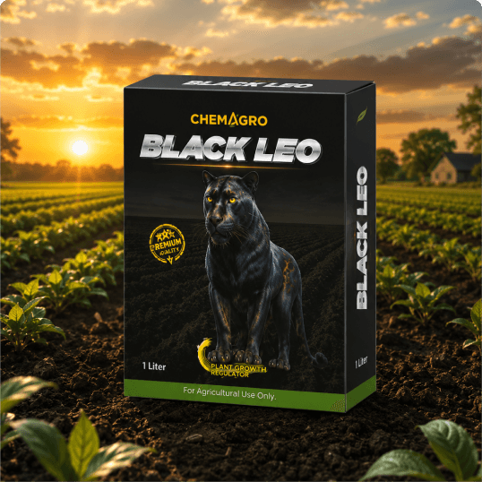 Black Leo