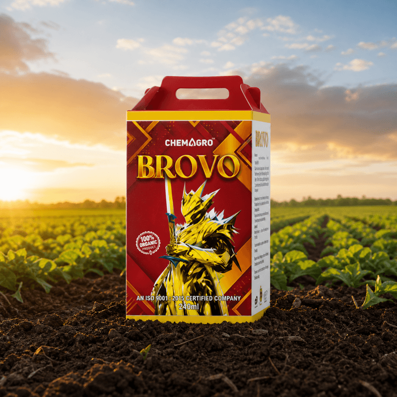 Brovo