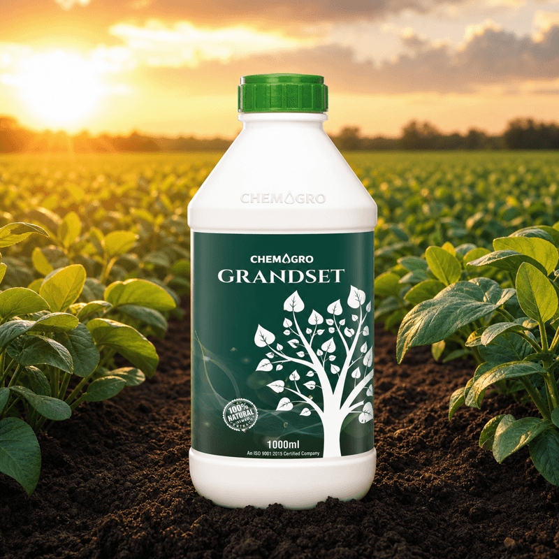 Grandset
